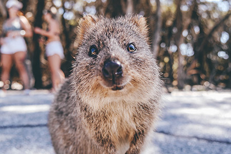 rottnest island