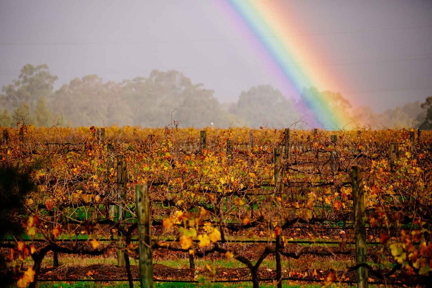 swan valley wa
