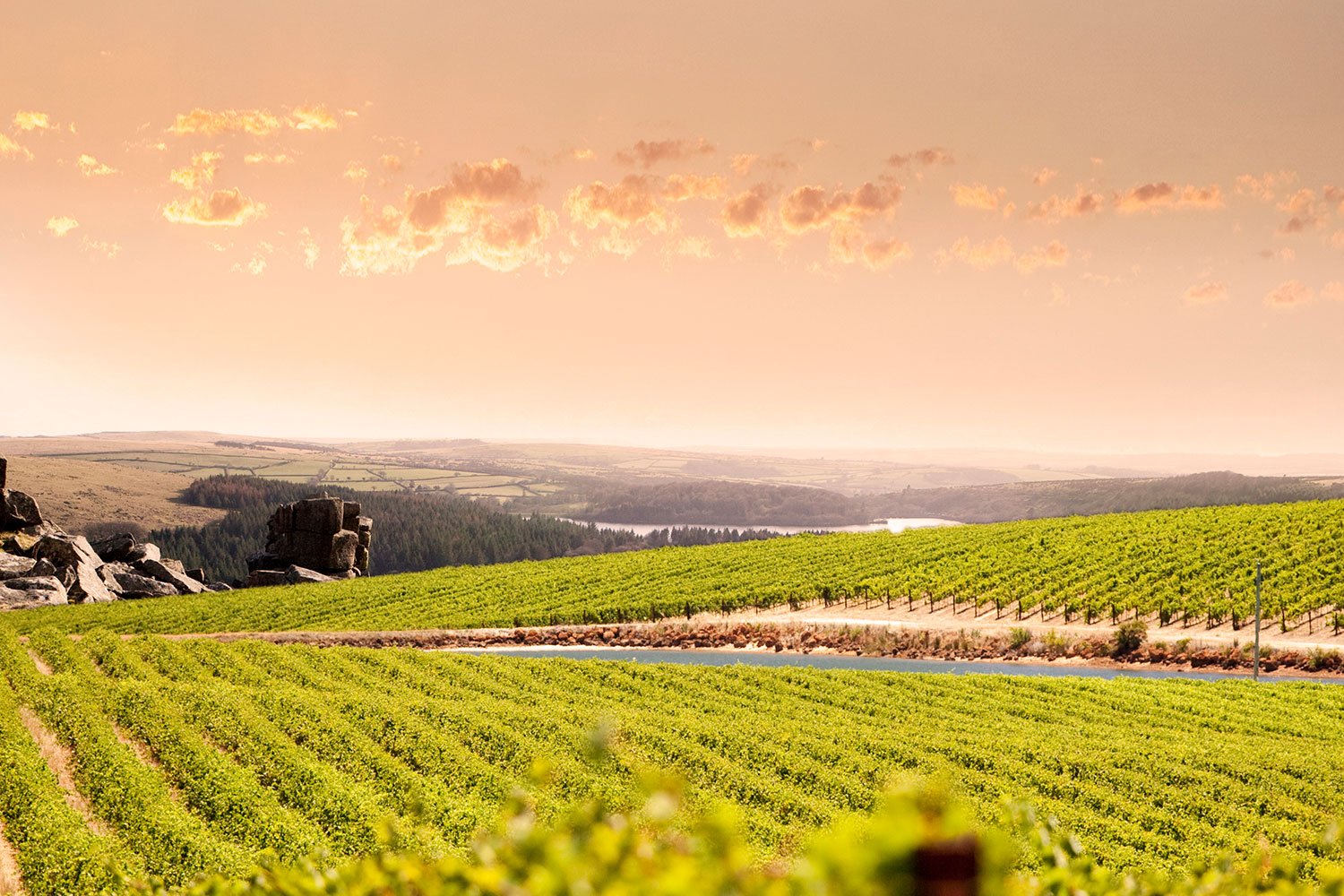 vineyard big