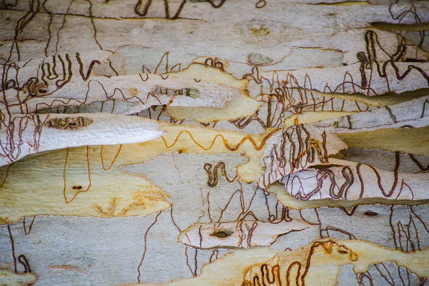 art gallery western aust