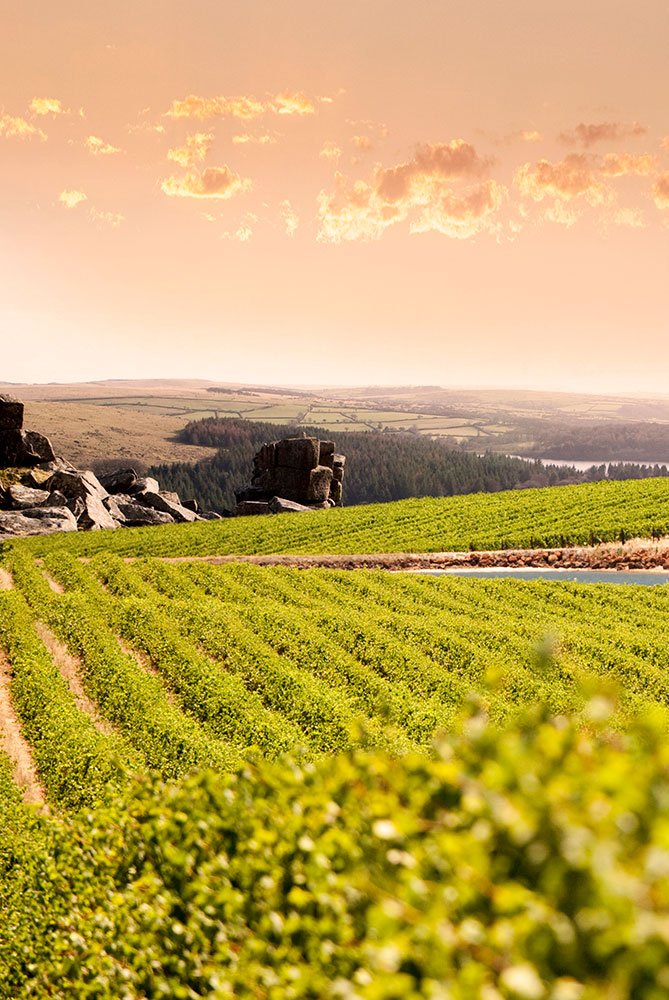 vineyard