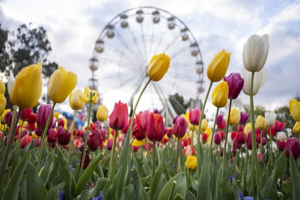 floriade tile image